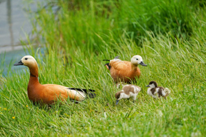 Собянин объявил карантин в нескольких районах Москвы из-за птичьего гриппа