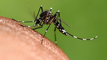 Доктор Мясников напомнил, что комары переносят смертельно опасные заболевания