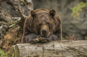 На Камчатке застрелили двух медведей, вышедших к людям на запах краба