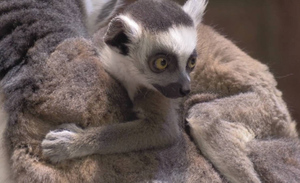 Ленинградский зоопарк похвастался пополнением в семействе кошачьих лемуров