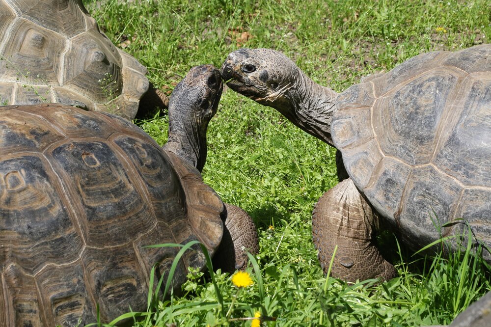 Всемирный день черепахи и Симонов день: Приметы и праздники 23 мая