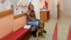 Беглая собака из России три месяца путешествовала по Норвегии, пока её искала хозяйка