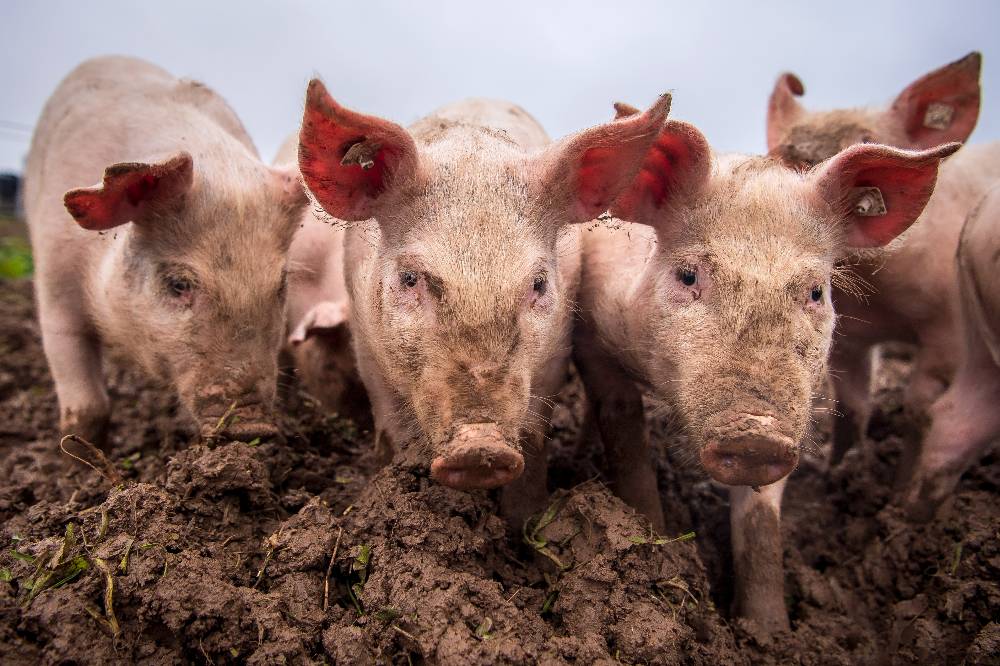 В семи сёлах Саратовской области ввели режим ЧС из-за африканской чумы свиней