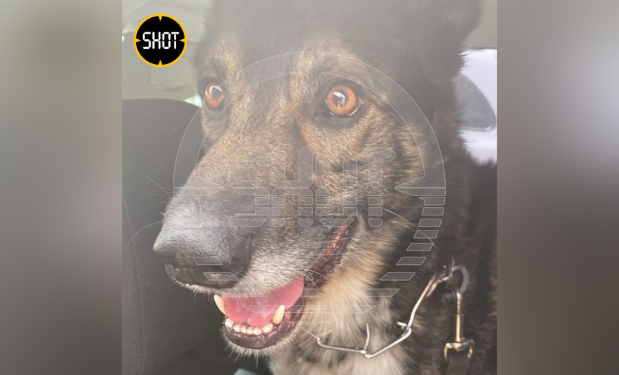 Собака, которую треш-стример избивал в прямом эфире. Обложка © Telegram / SHOT