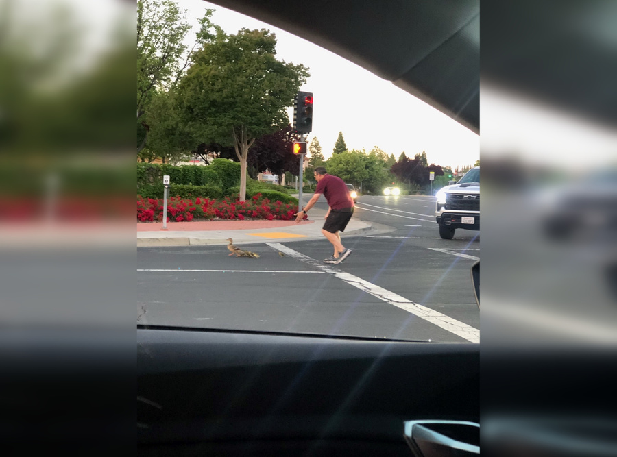 Мужчина, помогавший уткам переходить дорогу. Обложка © Twitter / Michelle Bandur KCRA