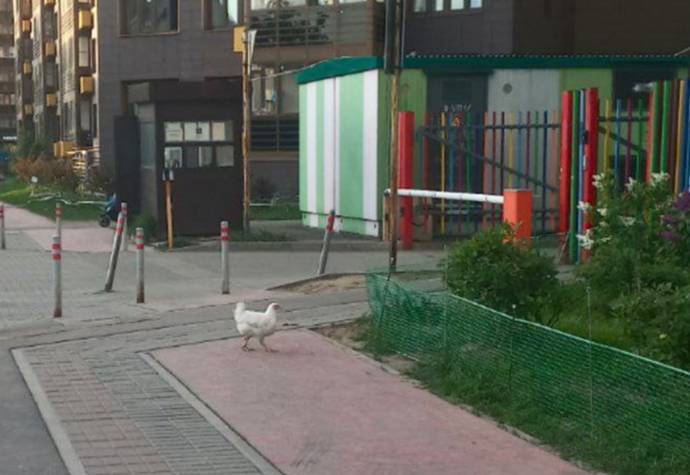 Всё ограничить: В Госдуме отреагировали на прогулку курицы по Одинцову