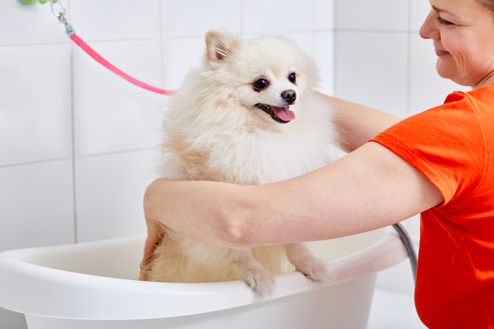 Лучшая собака маленькой породы для квартиры — померанский шпиц. Фото © Shutterstock