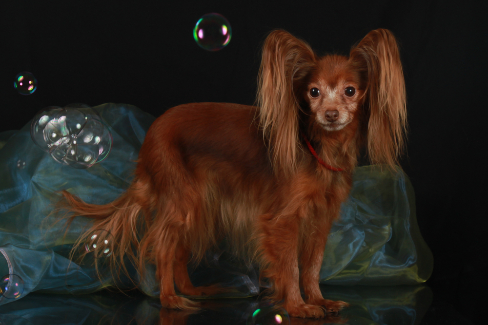 Русский той-терьер — прелестная декоративная собачка. Фото © Shutterstock
