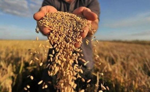МИД РФ предупредил о последствиях блокировки российского сельхозэкспорта