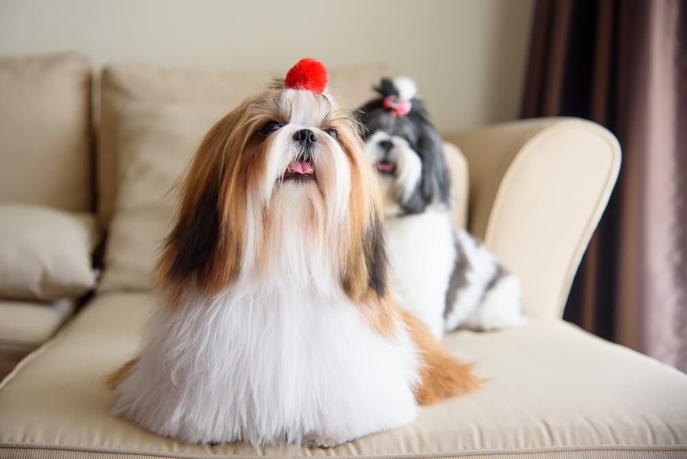 Какую собаку лучше всего завести в квартире? Ши-тцу. Фото © Shutterstock