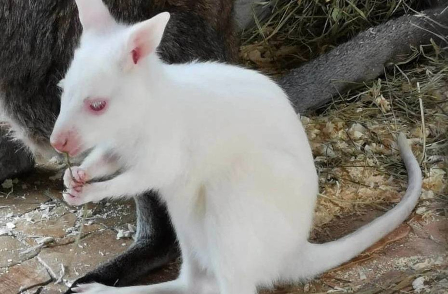 Кенгурёнок-альбинос, который недавно появился на свет в тюменском зоопитомнике. Обложка © vk.com / Зоопитомник экзотических животных | д. Патрушева