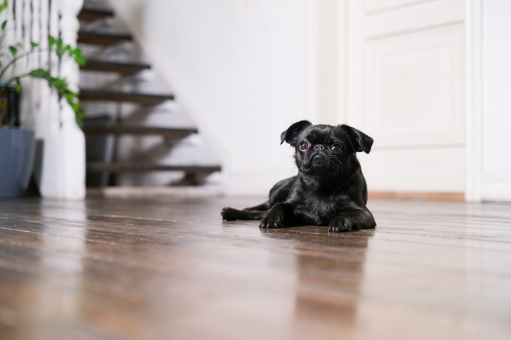 Одна из лучших собак для жизни в доме — пти-брабансон. Фото © Shutterstock
