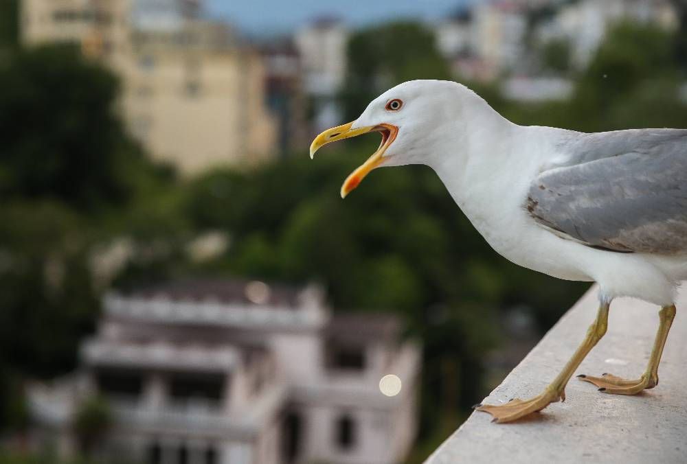 Чайки наблюдают за людьми при выборе еды, выяснили учёные