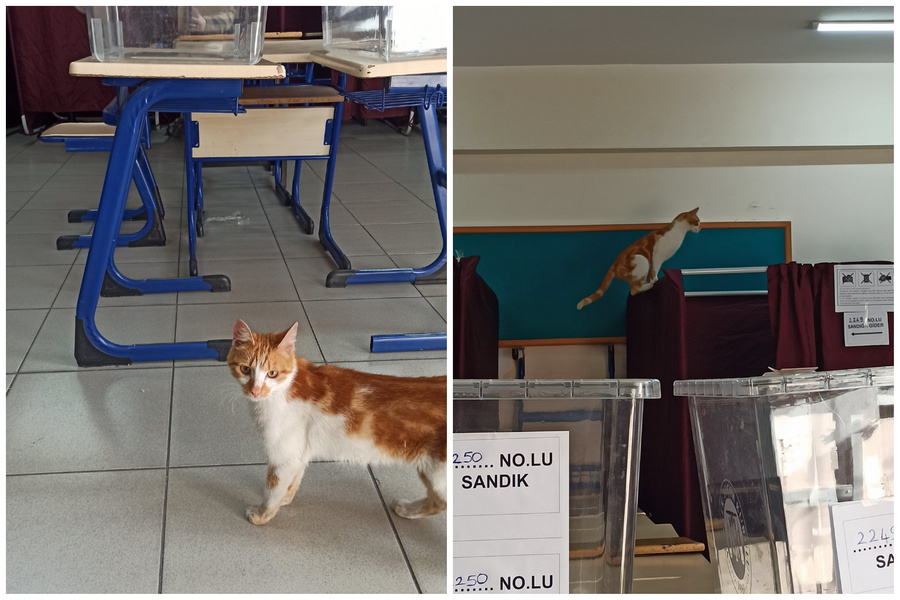 Рыжий кот внимательно следит, чтобы никто не жульничал во время голосования. Обложка © Twitter / solcugazete