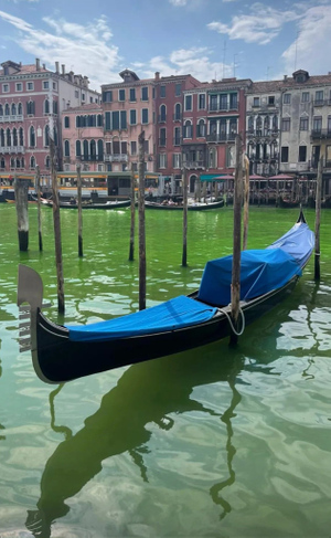 Вода Большого канала в Венеции окрасилась в ярко-зелёный цвет. Фото © Twitter / Monica09058845