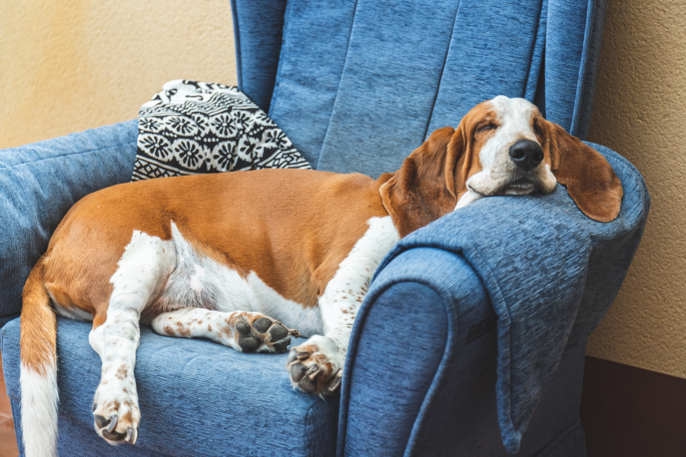 Любит ли лениться порода собак бассет-хаунд? Фото © Shutterstock