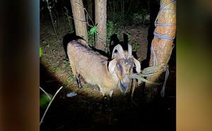 Под Тверью местные жители спасли козу, которая едва не стала жертвой сатанистов