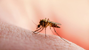 В Башкирии зафиксировали первый в этом году случай лихорадки денге