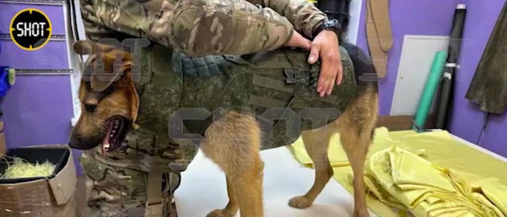 Мастера из Донецка начали шить бронежилеты для собак в зоне спецоперации