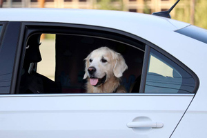 Кинолог объяснил, почему оставлять собаку в машине — очень плохая идея