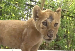 Истощённого и раненого львёнка хитростью спасли от мнительного хозяина в Уфе
