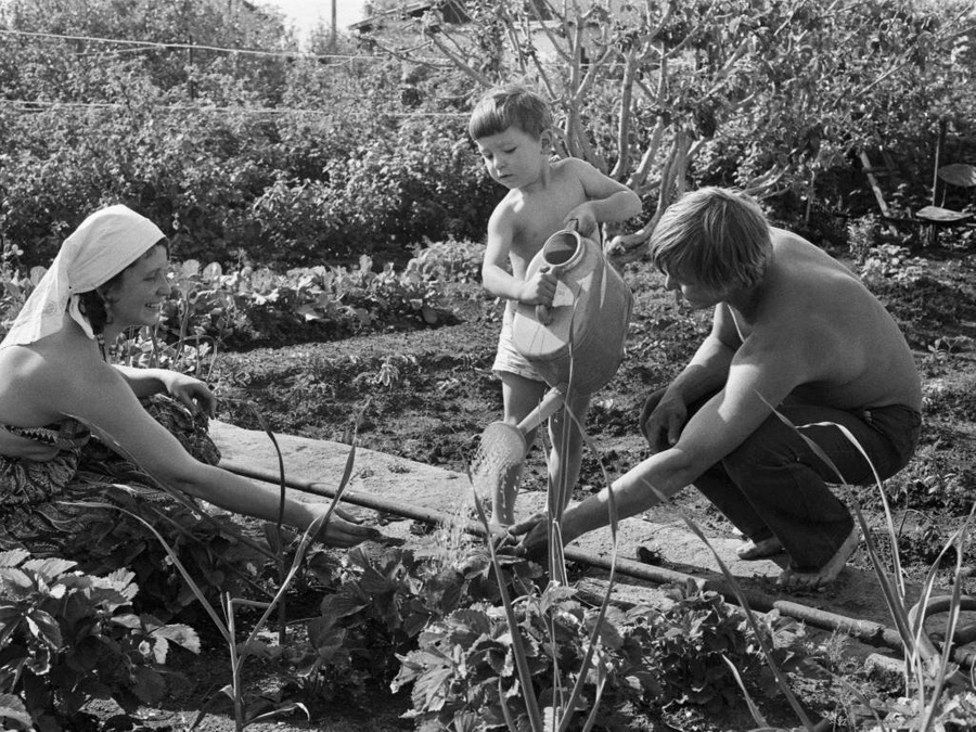 Садовый кооператив "Железнодорожник". 1 июля 1986 года. Фото © ТАСС / Борис Клипиницер