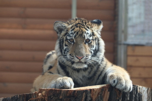 В Ленинградском зоопарке, объяснили, почему дали мариупольскому тигрёнку новую кличку