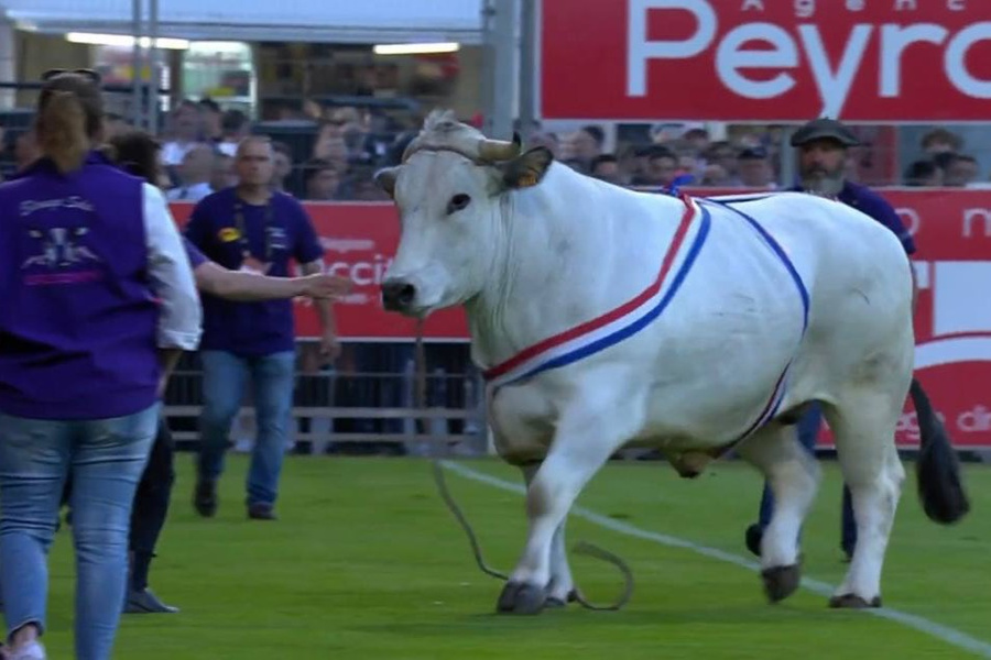 Разъярённый бык гоняется за регбистами. Обложка © Twitter / Sky Sports