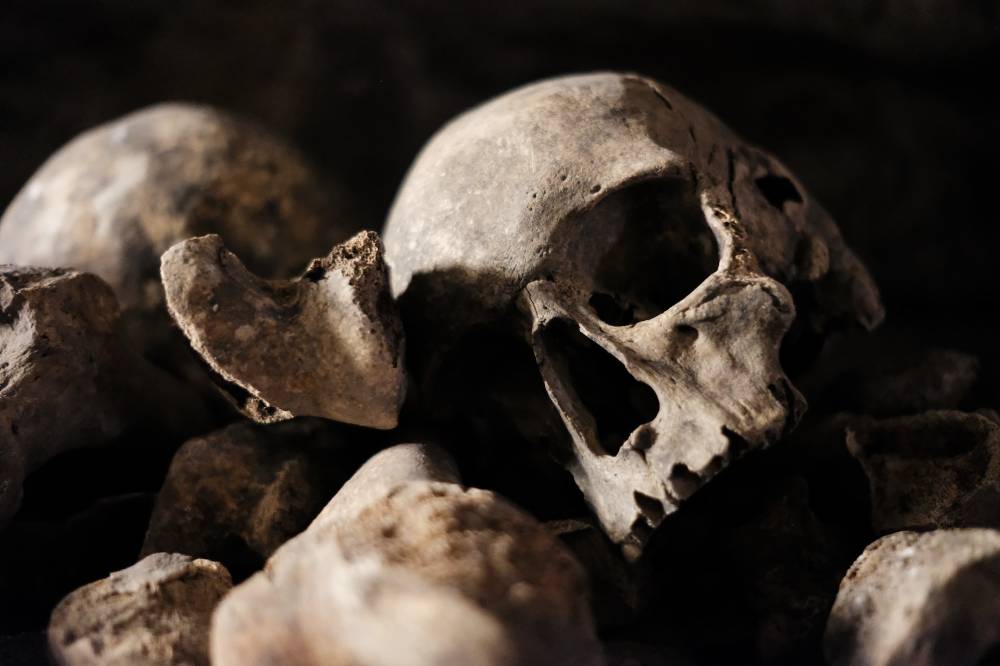 В Ленинградской области за сутки нашли три человеческих черепа