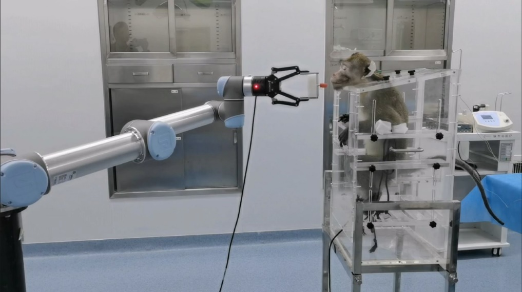 Эксперимент с обезьяной. Фото © Nankai University