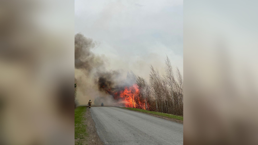 Природный пожар в Курганской области неподалёку от Белого Яра. Обложка © VK / "Типичный Курган"