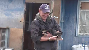 Доброволец из кузбасского посёлка ищет хозяев 18 собакам перед уходом на фронт