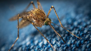 В Японии предложили бороться с комарами, утяжеляя их
