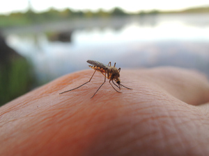 Россиян предупредили о последствиях укуса комара