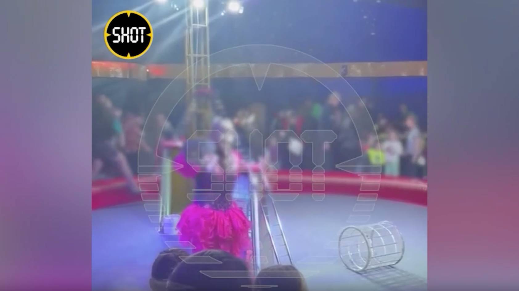 Появилось видео падения трибуны с людьми во время циркового номера в Лесколово