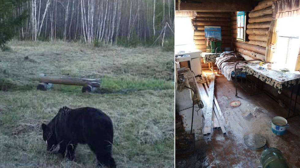Искал вкусняшки: В Якутии медведь устроил погром в домике госинспектора