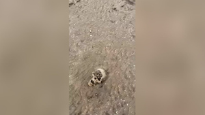 На дне Каховского водохранилища нашли черепа в касках