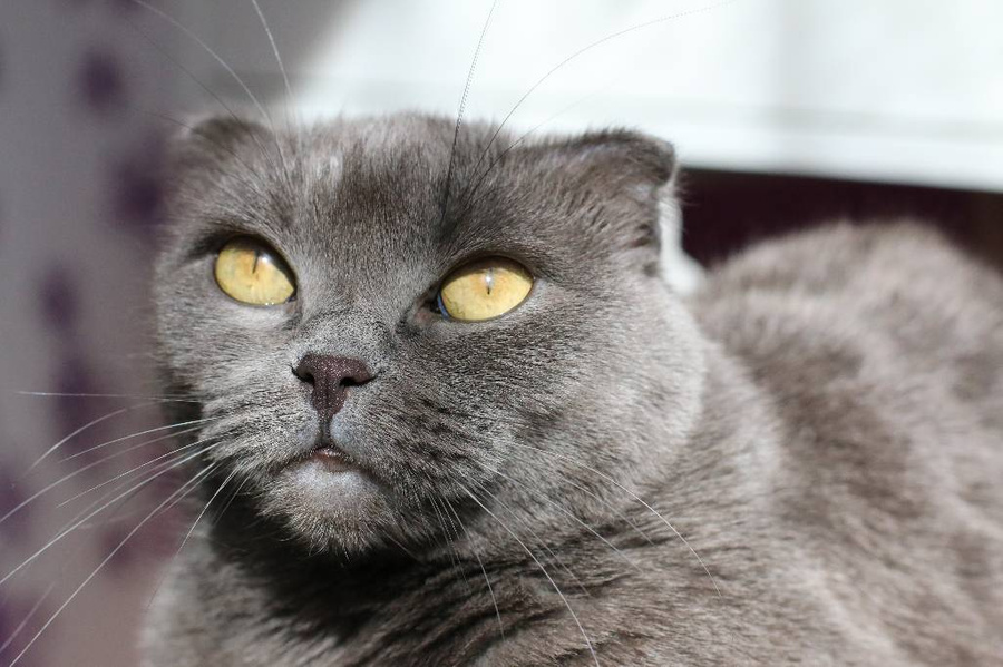 Шотландская вислоухая кошка любит привлекать внимание хозяина. Фото © Shutterstock