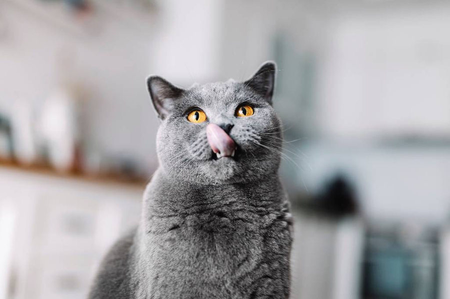 Кошек какой породы нужно избегать, чтобы не попасть в опасную ситуацию? Британская короткошёрстная. Фото © Shutterstock