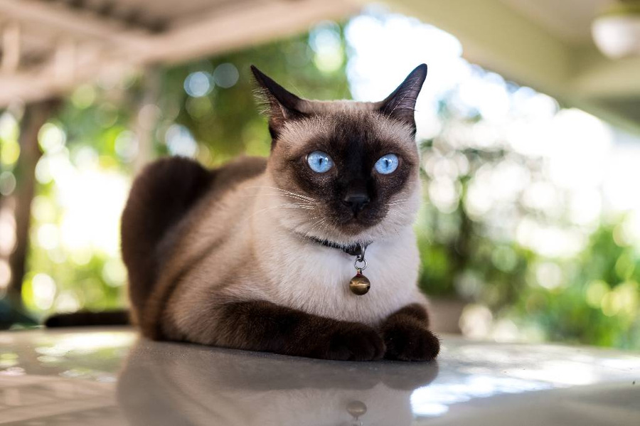 Кошки каких пород обожают манипулировать своими хозяевами? Сиамская кошка. Фото © Shutterstock
