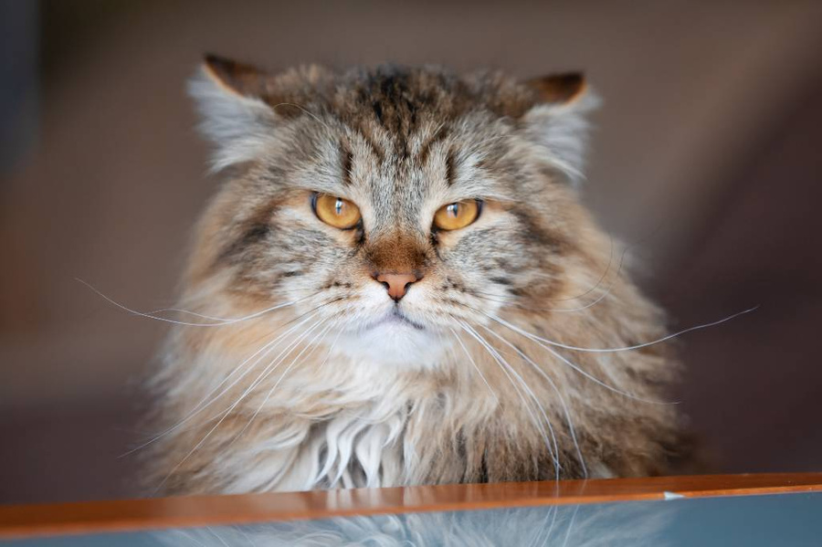 Сибирская кошка — знатная ревнивица и манипуляторша. Фото © Shutterstock