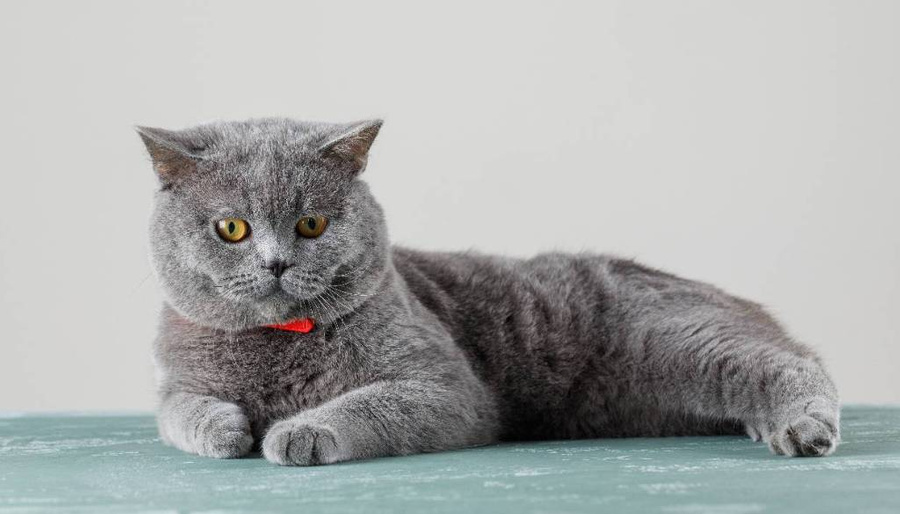 Шартрез — очень ревнивая порода кошек. Фото © Freepik / 8photo