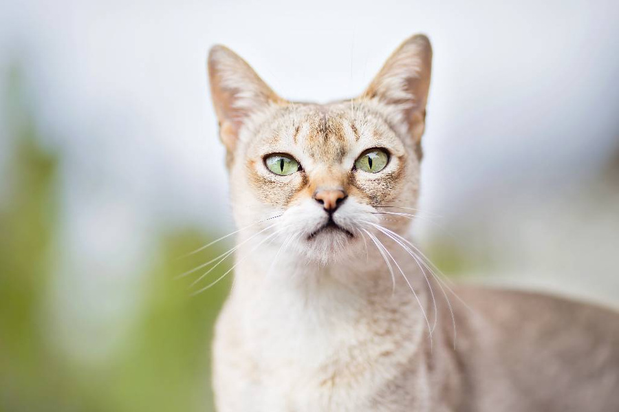 Как манипулирует хозяином сингапурская кошка? Фото © Shutterstock