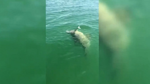 Гигантское морское чудовище целиком проглотило акулу на глазах у рыбаков