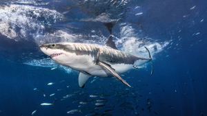 Составлен топ-5 правил, которые спасут от встречи с акулой