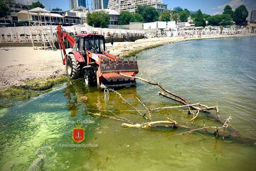 Море в Одессе окрасилось в зелёный цвет. Обложка © Telegram / Одеса. Офіційно
