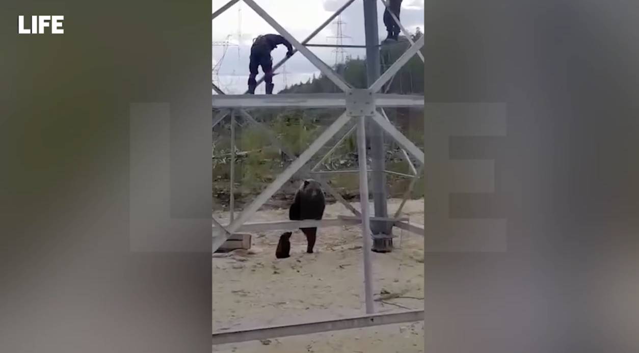 Под Иркутском медведица загнала работяг на вышку