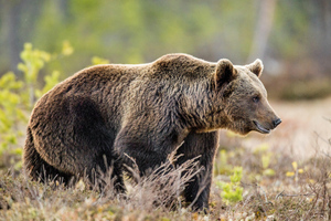 "Хищник очень опасен": Растерзанное медведем тело мужчины нашли в Магадане
