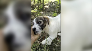 "Иди сюда, тварь моя любимая!": На Кубани юная живодёрка ради лайков избивала на камеру щенка