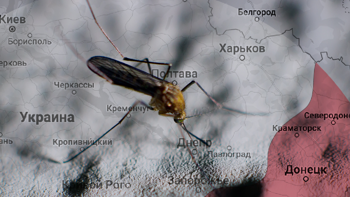 Биодроны Пентагона: Какие регионы РФ попадают в зону поражения комаров-переносчиков ВИЧ и лихорадки